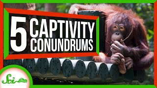 Curious Orangutans and 4 Other Animals a Bit Different in Captivity