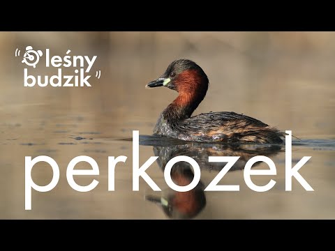 Leśny budzik - perkozek
