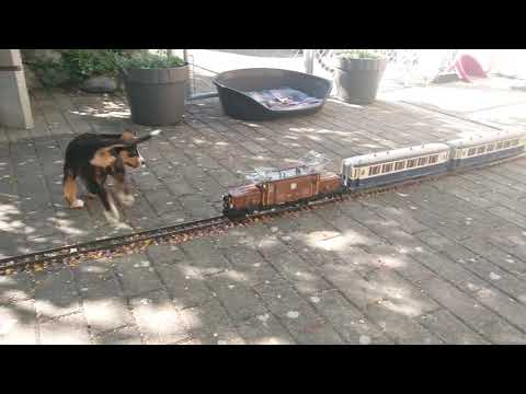Hundewelpen vs. Gartenbahn