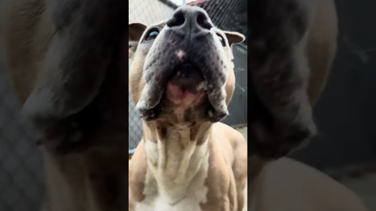 Enlarge Geyser, a ADOPTABLE Pit Bull Terrier in Chicago, IL video 5/5