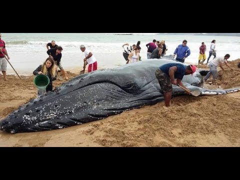 Glück gehabt: Wal in Brasilien gestrandet - und gerettet