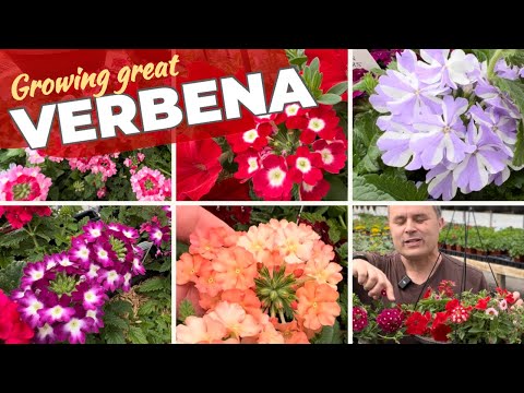Growing Beautiful Verbena Flowers — and a Tour of Blooms