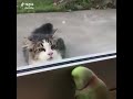 Parrot Playing Hide Seek Game With Cat