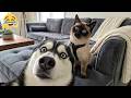 When You Selfie For The First Time 😂🤣 Funny Animal Moments 2026 DEFAULT Thumbnail