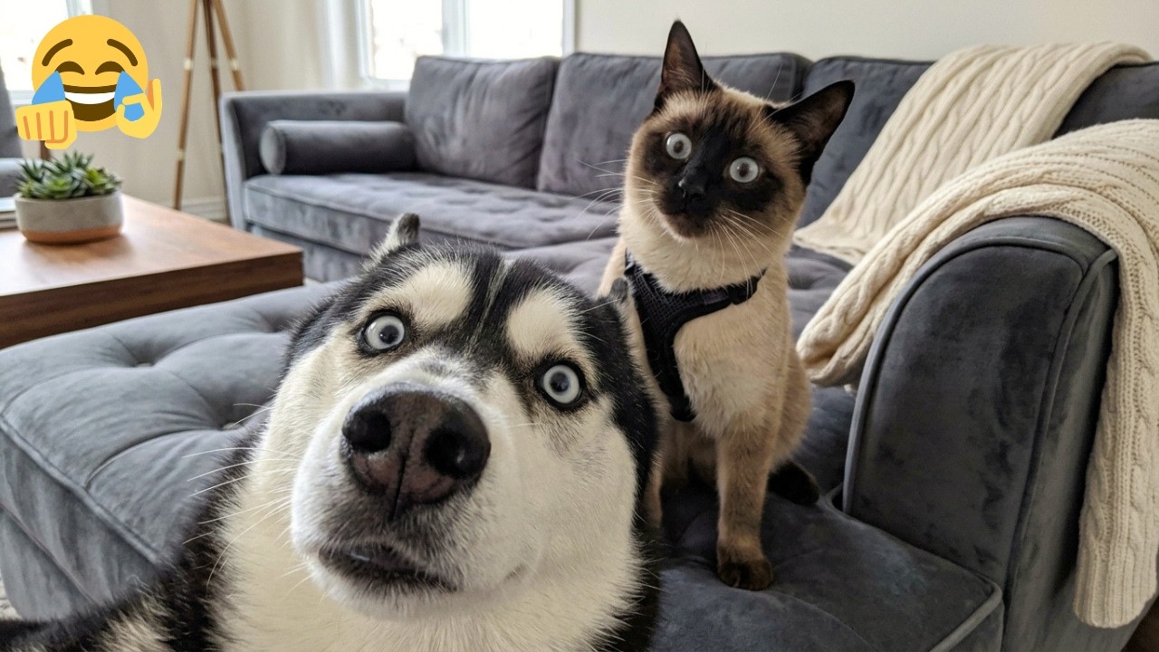 When You Selfie For The First Time 😂🤣 Funny Animal Moments 2026