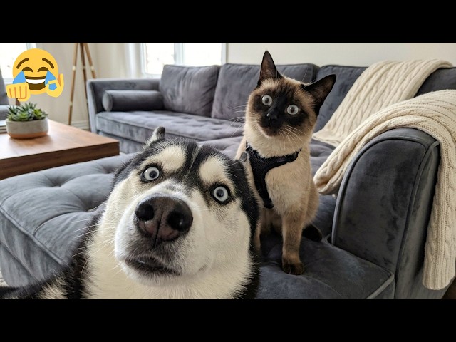 When You Selfie For The First Time 😂🤣 Funny Animal Moments 2026 SDDEFAULT Thumbnail