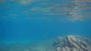 preview picture of video 'Nuotando con un cormorano nel mare di Stintino'