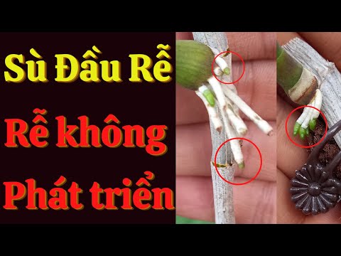 , title : 'Tại Sao Rễ Lan Không Phát Triển, Đầu Rễ Sù Ra, Tụt Đầu Rễ, Thui Đầu Rễ  || Đức Hoa Lan'