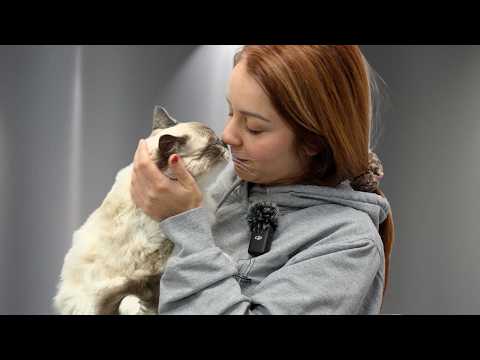 This Cuddly Ragdoll Kitten Had BIG Feelings About Grooming 😅