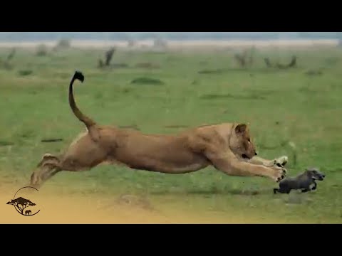 Lions Hunting Warthog Family
