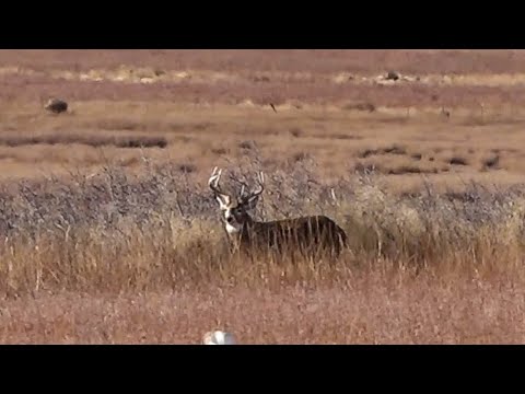 INSANE Day on PUBLIC LAND! | Decoying and Stalking LOCKDOWN Bucks