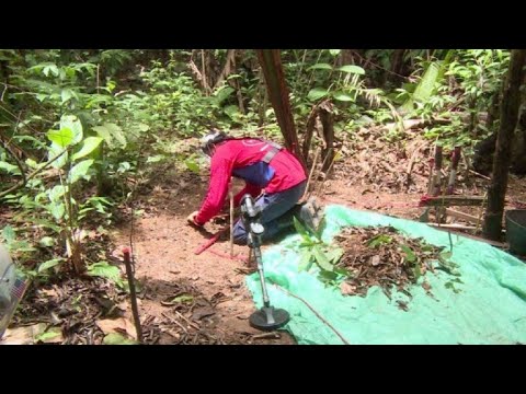 Video: Un millar de exguerrilleros de las FARC desminarán Colombia