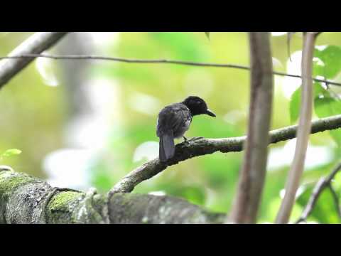 Otro bien difÃƒÂ­cil Black-hooded Antshrike