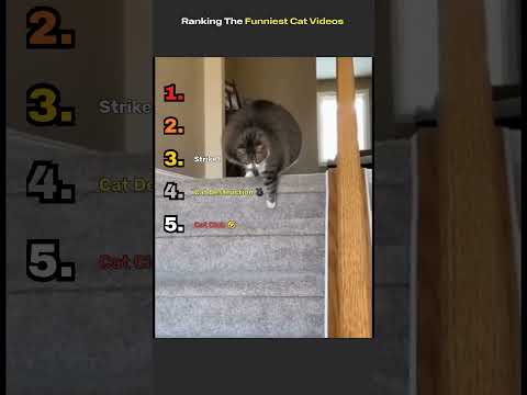 Funniest Cat Reactions Caught on Camera!