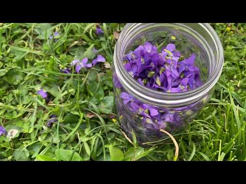 Healing Properties of Wild Violets