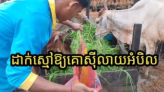 តោះបងប្អូនណាខ្លះមិនទាន់ដឹងចូលមកមើលទាំងអស់គ្នា។