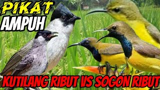 Download lagu suara pikat KUTILANG RIBUT VS SOGON RIBUT Terbukti ampuh || suara pikat burcil ribut paling ampuh mp3