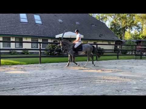 3 yr old James SB (Emir R) x Cardento x Pablo