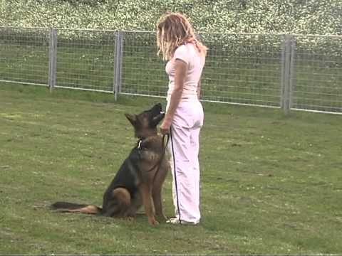 Chakira z Gargamellu obeidence 12 months