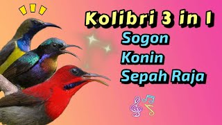 Download lagu PANCINGAN SOGON/KONIN/ SEPAH RAJA (3 in 1) AMPUH UNTUK MEMIKAT #sogon #konin #sepahraja mp3