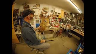 Restoring a 40-year-old deer mount: Part 8