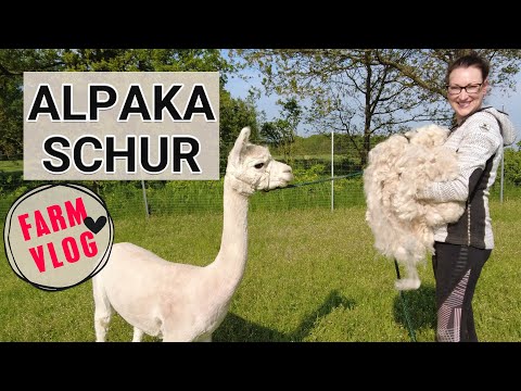 Alpakas beim Friseur | Die SCHUR und ein neues Projekt 🐔 Alpaka scheren