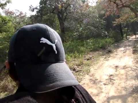 Tiger safari in Corbett National Park