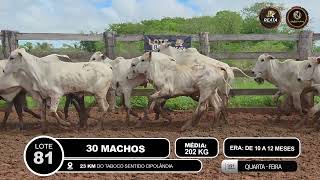 Vídeo LOTE 81