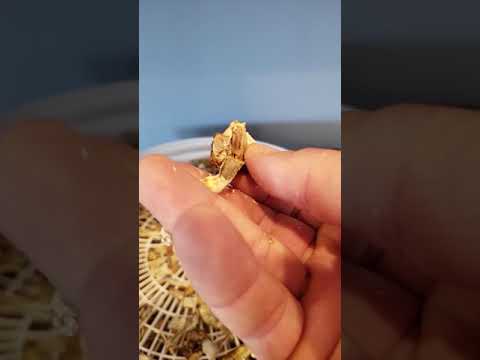 Tips for drying mushrooms