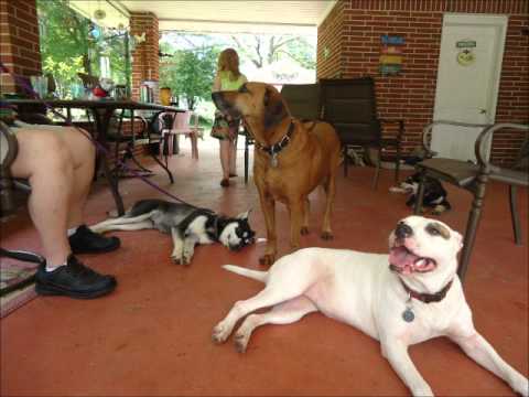 Keira's visit with Moki and Ripley!