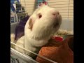 Slideshow Of Linny ️