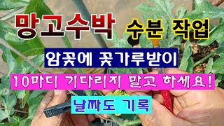 [텃밭농부 1,909]  망고수박 꽃가루받이. 꽃이 피면 당일날 하세요! #망고수박재배