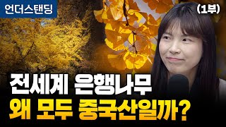 (1부) 전세계 은행나무, 왜 모두 중국산일까? (안주현 박사)