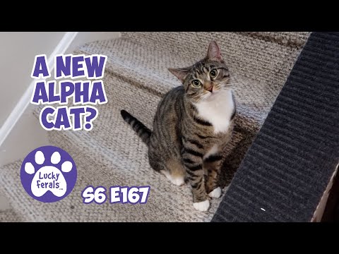A New Alpha Cat? S6 E167 - Introducing Cats To Each Other, Rescued Kittens, Lucky Ferals Cat Vlog
