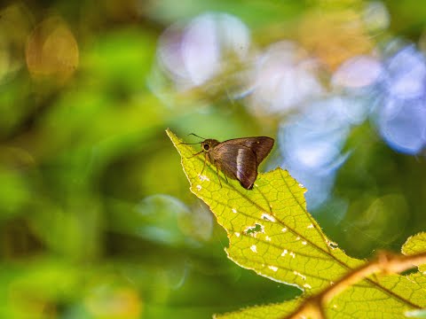 陳銘燊先生蝴蝶攝影集 - 花香蝶舞