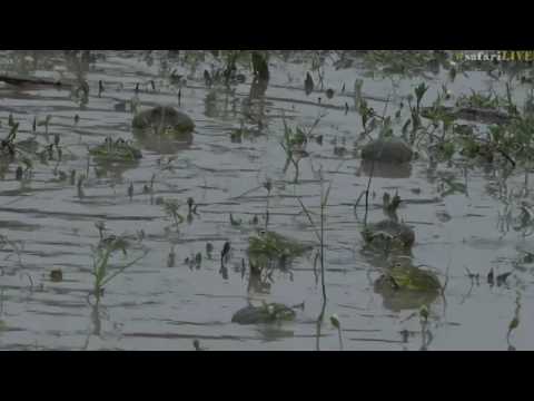 A bunch of bull frogs jump for a chance to mate! - #safariLIVE