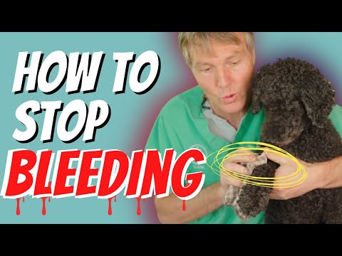Can Cornstarch Stop Bleeding