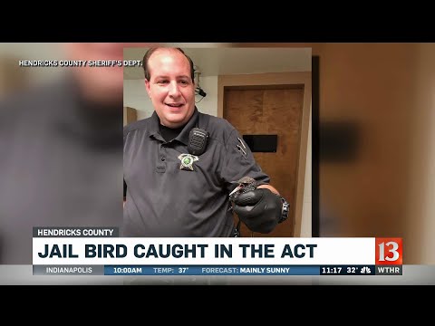 Hendricks County Jail Bird