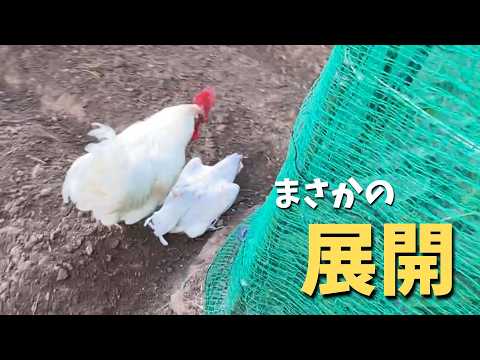 なぜミルワームを鶏に与えるのでしょうか？ブリーダーが語る見逃せない4つのメリット  庭園