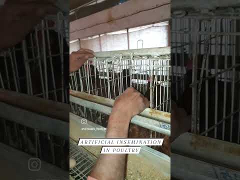 AI in poultry. Artificial insemination in Poultry.