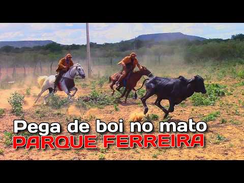 Pega de boi em São Francisco de Assis do Piauí #romariofeitosa #pegadeboinomato