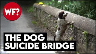 The Dog Suicide Bridge | Why Have Hundreds of Dogs Jumped?