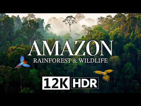 AMAZON : RAINFOREST & WILDLIFE in 12K HDR 240fps DOLBY VISION