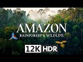AMAZON RAINFOREST WILDLIFE In 12K HDR 240fps DOLBY VISION