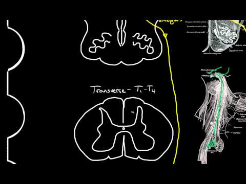 autonomic motor innervation of the heart