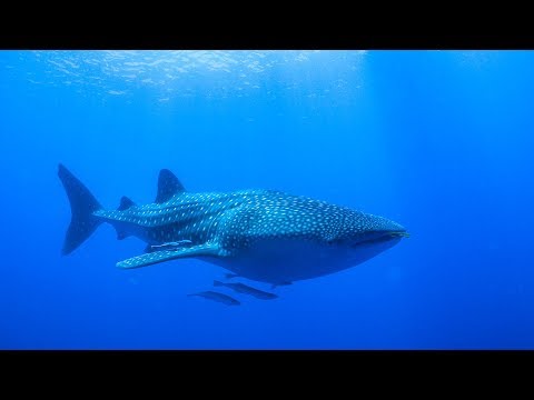 Swimming with the BIGGEST fish in the world!!!  Sailing Vessel Delos Ep. 131