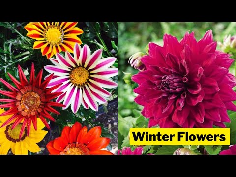 Winter Flowers from my Garden | Garden Overview | | Swaroopa Diaries