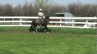 preview picture of video 'CM La Joya - Peruvian (Paso) Filly at 3 years old starting under saddle'