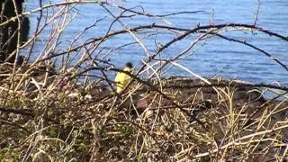 Pembrokeshire Coast Path Hike, a video diary.