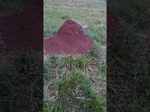 El misterio de las hormigas con alas, Dos Arroyos, Misiones. 2SET2025 #1millionviews  #4000k